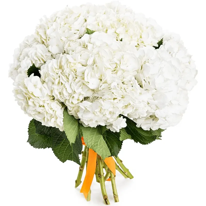 Гортензии белые