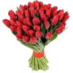 Тюльпан красный